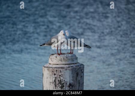 Coppia di gabbiani d'argento che legge su un tondino Foto Stock