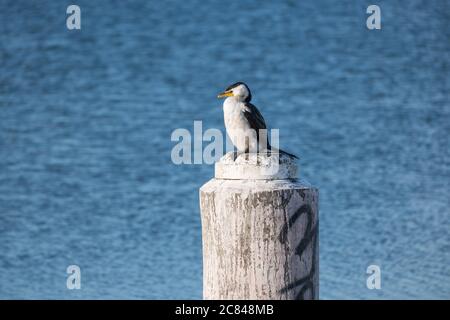 Piccolo cormorano pied poggiato su un pallido Foto Stock