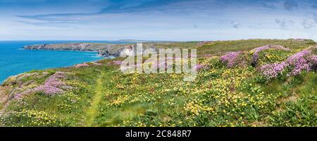 Una vista panoramica di Kidney vetch Antyllis velneraria e Sea Thrift Armeria maritima crescente percorso costiero a passi bedrutani a Carnewas in Cornovaglia. Foto Stock