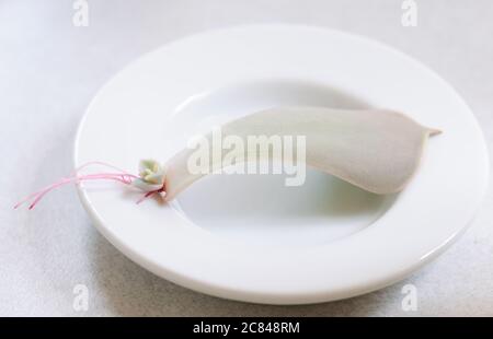 Radici piccole dalla base della foglia di pianta succulenta. Mini succulente con radice su foglia. Propagare succulenti da foglie a casa. Pronto per piantato Foto Stock