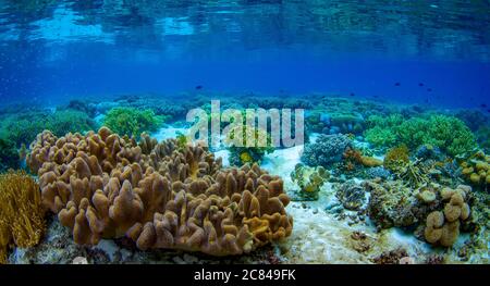 Incredibile immagine sott'acqua di coralli colorati Foto Stock