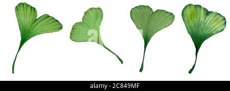 set di foglie di ginkgo biloba isolato su bianco, dipinto a mano acquerello con foglia di ginkgo verde Foto Stock