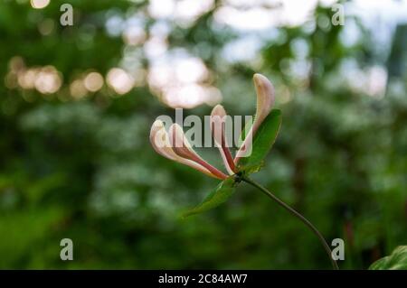 Lonicera etrusca, Lonicera etrusca Foto Stock