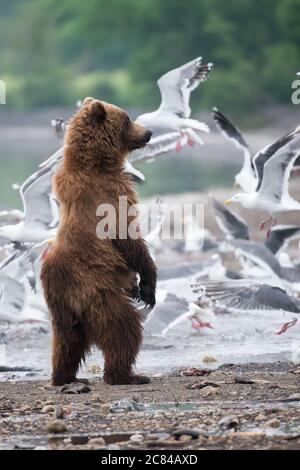 Colpo verticale di un orso marrone del bambino che sta in piedi vicino a. lago con gabbiani che volano su uno sfondo Foto Stock