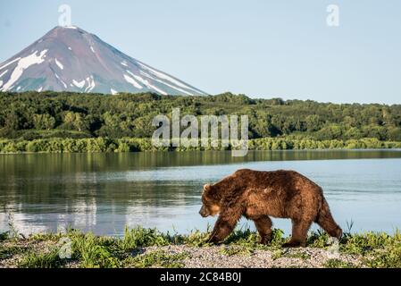 Orso bruno vicino al lago Kurile a Kamchatka, Russia - perfetto per la carta da parati Foto Stock