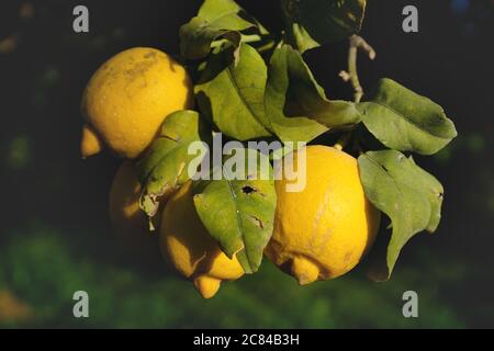 Frutta fresca di limone gialla illuminata di sole che cresce su un albero, Spagna Foto Stock