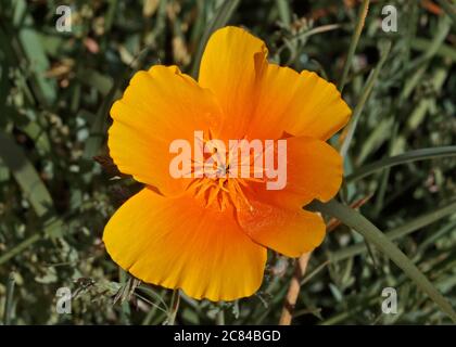 Papavero californiano (eschscholzia californica) Foto Stock