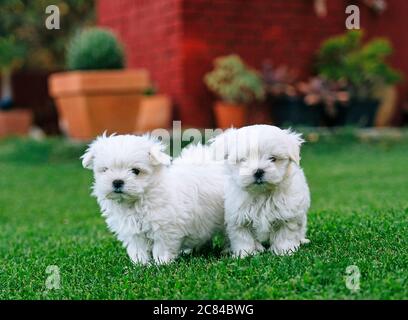 Un paio di cuccioli di bichon maltesi in erba Foto Stock