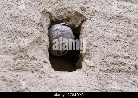 Primo piano di un nido di vespe realizzato su una piccola finestra in pietra di una tradizionale casa di un antico borgo situato nel villaggio di Bigorio nella regione di Capriasca in S. Foto Stock