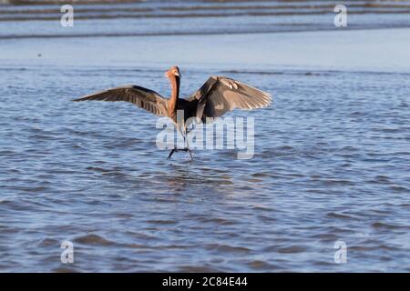 L'egreo rossastro (Egretta rufescens) sta perphorming la sua danza di pesca a Galveston Bay, Texas Foto Stock