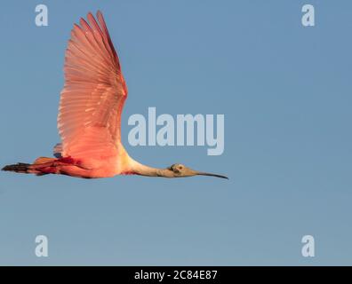 La spatola roseate che vola nel cielo blu con ali sparse, Texas Foto Stock