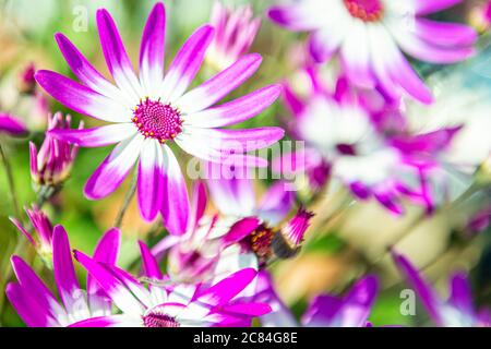 Senetti magenta fiori bicolori Foto Stock