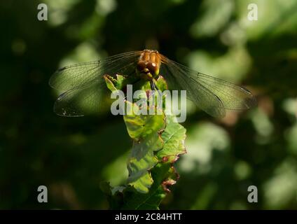 Una libellula femminile di Ruddy Darter (Sympetrum sanguineum) che riposa, Oxfordshire Foto Stock
