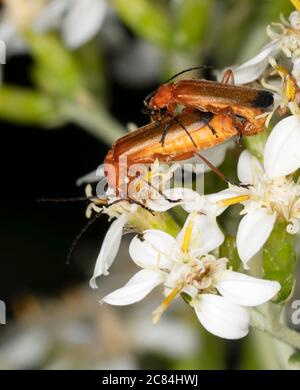 Un paio di Beetles Red Soldier (Rhagonycha fulva) accoppiamento, Warwickshire Foto Stock