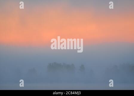 Alberi in riva al lago in fitta nebbia nella Finlandia occidentale alla pausa dell'alba nel luglio 2019. Foto Stock