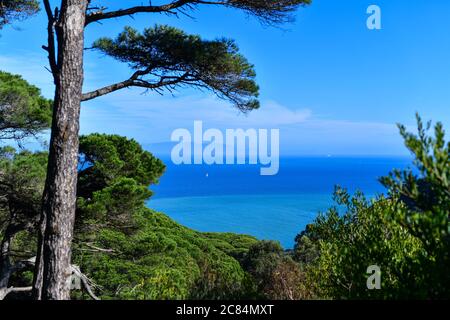 Marocco: Lo stretto di Gibilterra visto attraverso i pini di pietra sulla costa marocchina. Costa spagnola e autocisterna sullo skyline Foto Stock