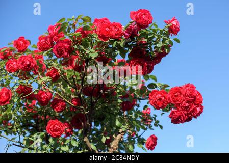 Bella cespuglio di rose rosse in un giardino di primavera. Rosso rosa cespuglio su sfondo cielo. Foto Stock