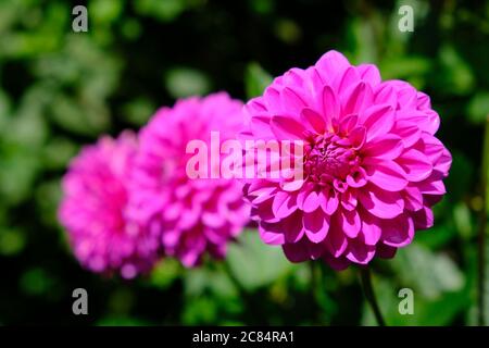 New Zealand Auckland - Domain City Park Wintergarden Dahlia fiori (Dahlia) viola fiamma Foto Stock