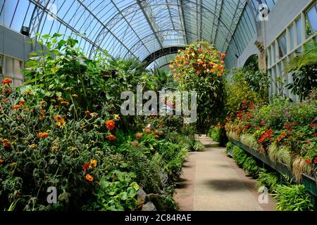 Nuova Zelanda Auckland - serra di dominio Wintergarden Foto Stock