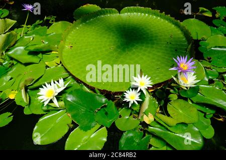 New Zealand Auckland - Giglio d'acqua bianco e viola di Domain Wintergarden (Ninfaeaceae) Foto Stock