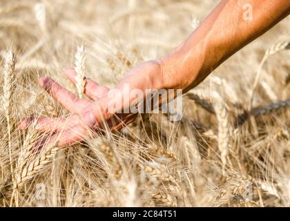 contadini mano maschile che tocca gli spikelets di grano sul campo primo piano Foto Stock