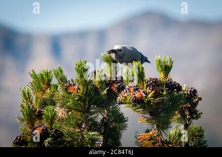 Clark's Nutcracker (Nucifraga columbiana), Sulphur Mountain, Banff, Alberta, Canada. Foto Stock