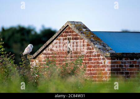 Gufo di fienile adulto che allettante giovane owlet fuori dalla scatola in Norfolk Foto Stock