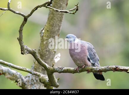 Piccione selvaggio seduto in un albero Foto Stock