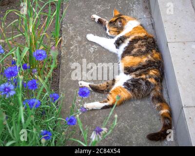 Gatto calico tricolore femminile che dorme all'aperto vicino alla casa di campagna con fiori di cornflowers viola sfocati in fiore in primo piano. Foto Stock