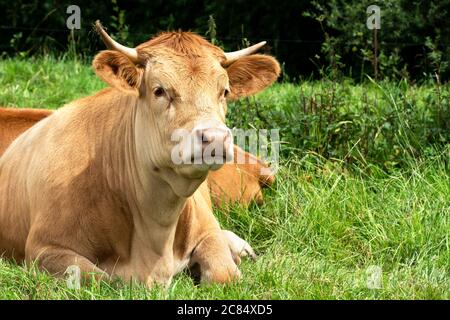 Giovane mucca marrone chiaro giace rilassato nell'erba. Una bella scena. Foto Stock