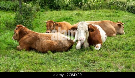 Giovani mucche brune sono distese in erba. Una bella scena. Foto Stock