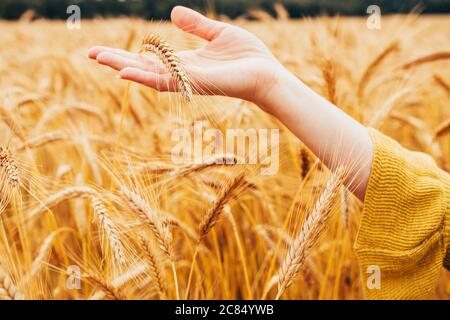 La mano del contadino si piega indietro orecchie spesse di grano - raccolto ricco di cereali nel campo - campagna di raccolta Foto Stock