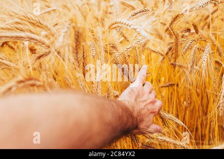 La mano del contadino si piega indietro orecchie spesse di grano - raccolto ricco di cereali nel campo - campagna di raccolta Foto Stock