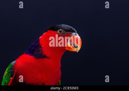 Lory Parrot (Lorius lory) su perch di legno con fondo bianco. Foto Stock