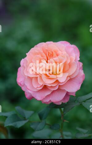 Festa del Giubileo della Rosa. Le rose della celebrazione del Giubileo nel giardino Foto Stock