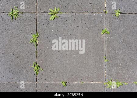 Muro di pietre grigie, con pianta che cresce tra la crepa Foto Stock