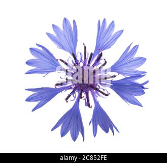 Blu fiordaliso (Cyanus segetum) isolato su sfondo bianco Foto Stock