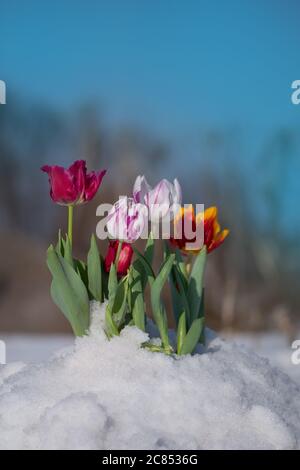 Neve che cade sui fiori di tulipano. Tulipano che cresce dalla neve. Condizioni atmosferiche anomale in primavera Foto Stock