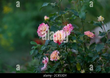 Tè ibrido a strisce giallo e rosso Claude Monet. Claude Monet rose Foto Stock