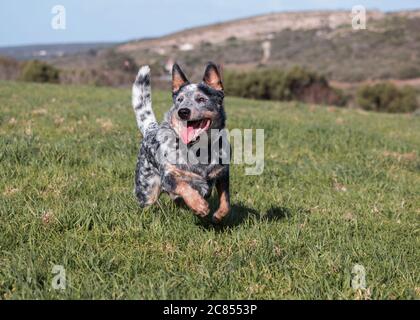 Australian Cattle Dog (allevatore blu) che corre su un'erba verde lussureggiante Foto Stock