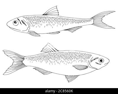 Grafico di pesci di acciuga e spratto vettore di illustrazione isolato bianco nero Illustrazione Vettoriale