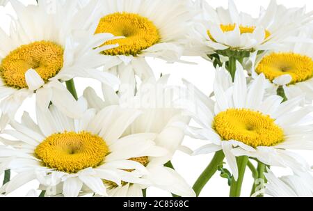 Bianco camomilla giardino (latino Matricária) primo piano su sfondo bianco. Foto Stock