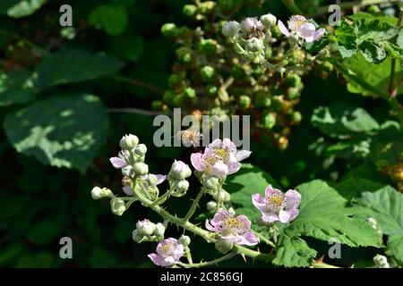 Il bosco di bramble selvatiche (Rubus fruticosus) fiori in fiore con l'ape di miele in volo Foto Stock