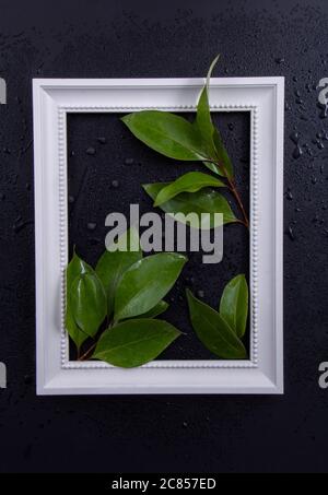 Cornice fotografica bianca tra foglie verdi con sfondo nero Foto Stock