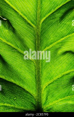 Gocce d'acqua sulle foglie verdi e larghe di piante fresche Foto Stock