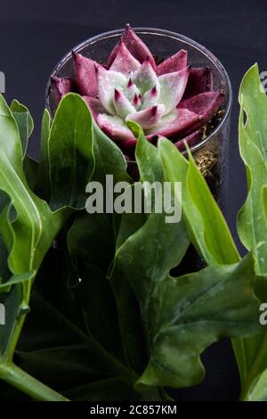 Fiore bianco e rosa accanto alle foglie verdi e fresche di piante con fondo nero... Foto Stock