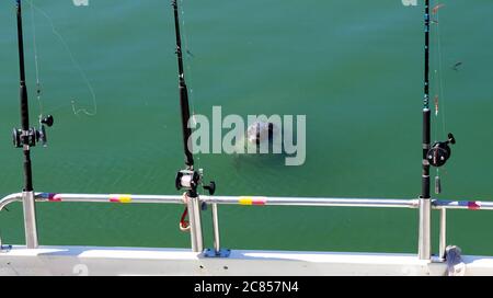 Halichoerus grypus Grey Seal con canne da pesca a pesca Foto Stock