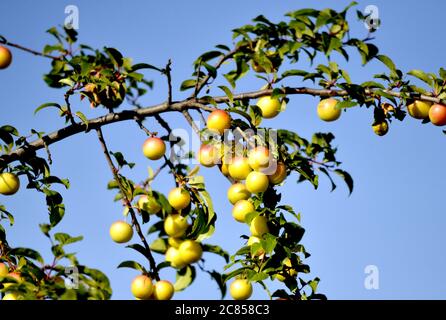 Susine mature sulla struttura ad albero Foto Stock