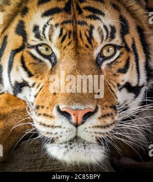 Tigre Sumatran maschile (primo piano) Foto Stock