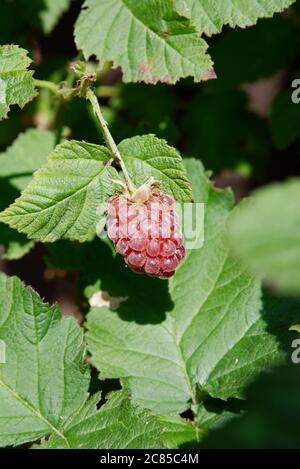 tayberry su un gambo - primo piano di piccola frutta rossa matura al sole Foto Stock